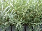 **ACTIE** Salix rosmarnifolia, Rozemarijn wilg, Ophalen of Verzenden, Overige soorten, Struik, Minder dan 100 cm