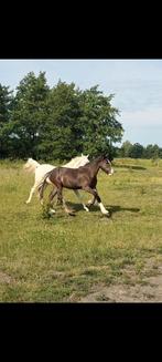 Lieve mooie jaarling Tinker hengst, Gechipt, Minder dan 160 cm, Niet van toepassing, 0 tot 2 jaar
