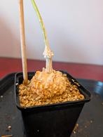 Matelea cyclophylla, Ophalen of Verzenden, Overige soorten, Halfschaduw, Minder dan 100 cm