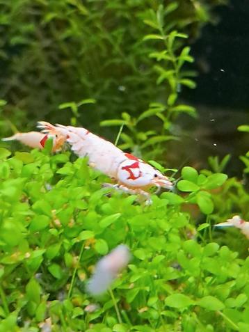  Garnalen (CRYTAL RED)Super mooi op kleur! beschikbaar voor biedingen