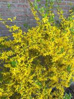 Te koop: jonge forsythia plant, Vaste plant, Halfschaduw, Lente, Ophalen
