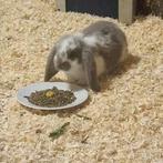 Jong frans hangoor konijntje, Dieren en Toebehoren, Konijnen, Vrouwelijk, Hangoor