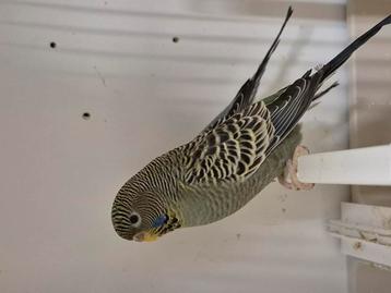 Blackface geelmasker DDblauw pop beschikbaar voor biedingen