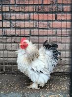 Mooi Cochin kriel haantje ( krulveer variant), Mannelijk, Kip