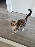 7 jarige allerliefste kat, Dieren en Toebehoren, Katten en Kittens | Overige Katten, Poes