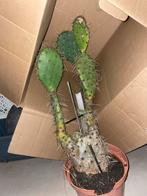 Cactus gratis, Tuin en Terras, Volle zon, Vaste plant, Zomer, Ophalen