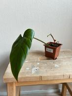 Philodendron red emerald, Huis en Inrichting, Kamerplanten, Ophalen of Verzenden, Overige soorten, Minder dan 100 cm