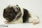 Choco magpie witte peruvian cavia, Dieren en Toebehoren, Cavia, Mannelijk, Juli, Tam