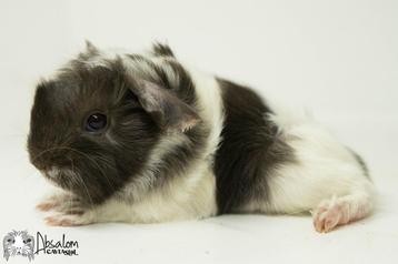 Choco magpie witte peruvian cavia beschikbaar voor biedingen