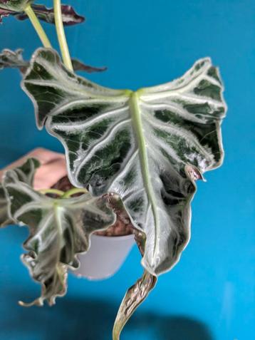 Alocasia Loco plant beschikbaar voor biedingen