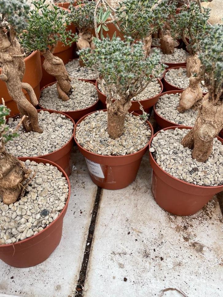 Caudex Trichodiadema Bulbosum uit Zuid Afrika 12 cm pot, Huis en Inrichting, Kamerplanten, Overige soorten, Minder dan 100 cm