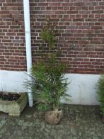 Te Koop Thuja Brabant en Excellsa, Volle zon, Vaste plant, Bloeit niet, Ophalen