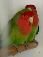 7 langbevedere roseicollis, Meerdere dieren, Dwergpapegaai of Agapornis, Geringd