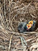 Kuifleeuwerik, Dieren en Toebehoren, Vogels | Overige Vogels, Meerdere dieren, Geringd