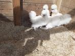 Kleine Zijdehoen kippen., Dieren en Toebehoren, Pluimvee, Meerdere dieren, Kip