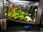 Aquarium met vissen en toebehorem, Ophalen, Zo goed als nieuw, Gevuld zoetwateraquarium