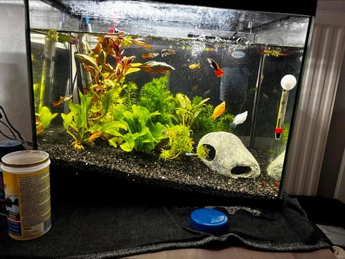 Aquarium met vissen en toebehorem, Dieren en Toebehoren, Vissen | Aquaria en Toebehoren, Zo goed als nieuw, Gevuld zoetwateraquarium