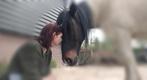 HABITAT/PADDOCK PARADISE GEZOCHT, Dieren en Toebehoren, Stalling en Weidegang, Weidegang, 1 paard of pony