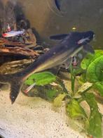 Siamese haai - Pangasianodon hypophthalmus, Dieren en Toebehoren, Vis, Zoetwatervis, Schoolvis
