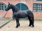 Friese merrie 5 jaar, Dieren en Toebehoren, Merrie, B, 3 tot 6 jaar, 160 tot 165 cm