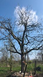 Hoogstam appelbomen diverse oude rassen, Ophalen, 400 cm of meer, Appelboom, Lente