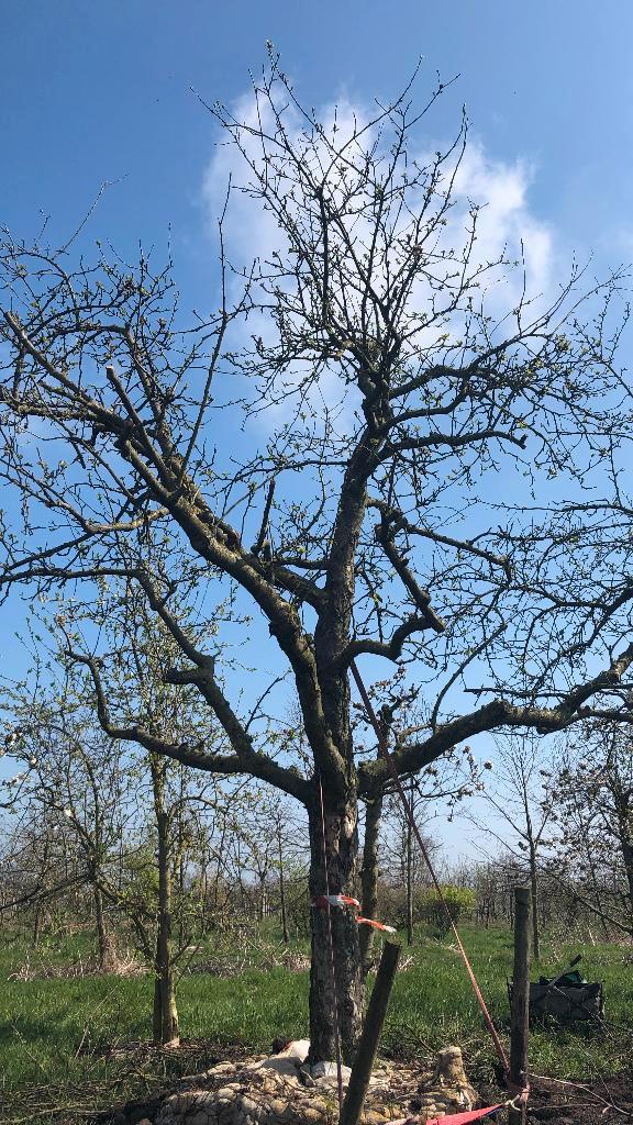 Hoogstam appelbomen diverse oude rassen, Tuin en Terras, Planten | Fruitbomen, Appelboom, 400 cm of meer, Lente, Ophalen
