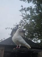 Tuimelaars, Dieren en Toebehoren, Vogels | Duiven, Mannelijk