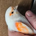 Roodmozaiek pop, Dieren en Toebehoren, Vrouwelijk