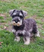 Dwergschnauzer pup, Rabiës (hondsdolheid), 15 weken tot 1 jaar, Eén hond, Nederland