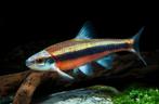 Unieke vijvervissen! Notropis lutipinnis, elrits goudvis koi, Overige soorten