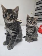 Kittens, Dieren en Toebehoren, Poes, 0 tot 2 jaar