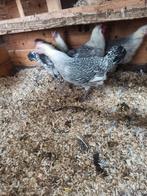 4 hennen 20€  misschien ruilen??, Dieren en Toebehoren, Pluimvee, Vrouwelijk, Kip