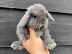 Gecastreerde Franse Hangoren en Minilops/NHD's -BramsRabbits, Meerdere dieren, Groot, Hangoor