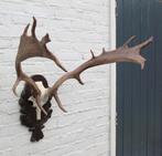 DAMHERT GEWEI op aluminium schedel / bewerkt houten schild, Ophalen, Gebruikt, Hert, Gewei of Kop