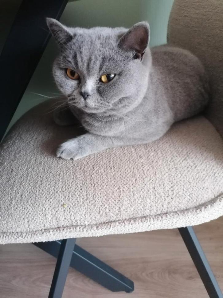 Prachtige Brits korthaar(HERPLAATSER), Dieren en Toebehoren, Katten en Kittens | Raskatten | Korthaar, Poes, 0 tot 2 jaar, Met stamboom