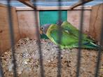 Div pruimekoppen, Dieren en Toebehoren, Vogels | Parkieten en Papegaaien, Meerdere dieren, Parkiet