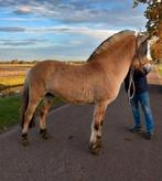 Fjorden! EN Haflinger!, Dieren en Toebehoren, Pony's, 0 tot 2 jaar, Hengst, Onbeleerd, D pony (1.37m tot 1.48m)