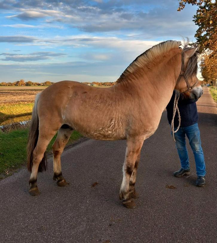 Fjorden! EN Haflinger!, Dieren en Toebehoren, Pony's, Hengst, Onbeleerd, D pony (1.37m tot 1.48m), 0 tot 2 jaar, Met stamboom