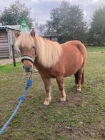 Pony met muildier, Merrie, 0 tot 2 jaar