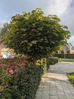 Catalpa boom, Tuin en Terras, Planten | Bomen, Ophalen, Bloeit niet, Volle zon, Overige soorten