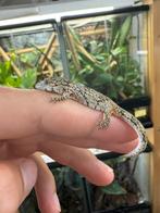 1.0 eurydactylodes vieillardi, Dieren en Toebehoren, Reptielen en Amfibieën, Hagedis, 0 tot 2 jaar
