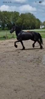 Friese stamboek ruin, Ruin, Recreatiepaard