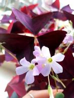 Oxalis triangularis geluksklaver knolletjes - vlinderplant, Bloeiende kamerplant, Ophalen of Verzenden, Overige soorten, Minder dan 100 cm