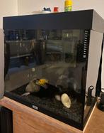 Juwel Aquarium incl Cichlides, Dieren en Toebehoren, Vissen | Aquaria en Toebehoren, Ophalen, Zo goed als nieuw, Gevuld zoetwateraquarium