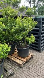 Ilex green hedge. In bonsai vormen groot en klein, Tuin en Terras, Bloeit niet, Halfschaduw, Overige soorten, 100 tot 250 cm