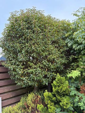 3x Portugese laurier op stam circa 300-350cm hoog beschikbaar voor biedingen