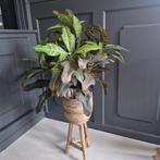 kunstplant Croton, wonderstruik, Binnen, Gegrepen.com, Nieuw, Info@gegrepen.com