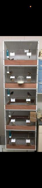 Kweekkooien, Ophalen, Zo goed als nieuw, Hout, Broedkooi of Kweekkooi