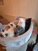 Britse half langhaar kittens, Dieren en Toebehoren, Katten en Kittens | Raskatten | Langhaar, Meerdere dieren, Ontwormd, 0 tot 2 jaar