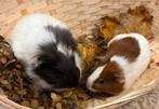Lieve koppel cavia’s  ( veel in handen geweest ), Dieren en Toebehoren, Cavia, Mannelijk, Tam, Oktober